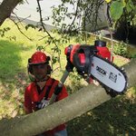 Elagueuse sur perche sans fil einhell ge-lc 18 li t-solo