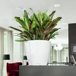 LECHUZA Jardinière Classico 43 LS ALL-IN-ONE Blanc brillant 16080