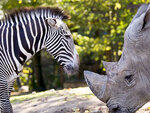 SMARTBOX - Coffret Cadeau Journée au ZooParc de Beauval en famille en 2023 -  Sport & Aventure