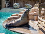 SMARTBOX - Coffret Cadeau Journée au parc Marineland d'Antibes pour 1 enfant -  Sport & Aventure