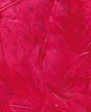 Plumes ÉbourifféesFuchsia 3 g Lg 8 à 12 cm