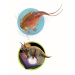 Clementoni - 52566 - Triops et le monde des dinosaures