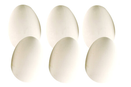 Oeuf en plastique 6 x 4 5 cm Blanc 6 pièces