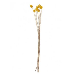 Craspedias séchés - 58cm