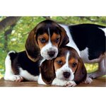 PUZZLE 500 pieces - Chiots - 49 X 36 cm