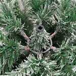 vidaXL Sapin de Noël artificiel à charnières avec neige floquée 150 cm