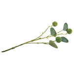 Branche d'eucalyptus avec fruits 40cm