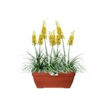 ELHO Bac a terrasse Vibia 80 - Marron brique - Extérieur - L 34,2 x W 77,4 x H 33,2 cm