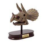 Museum dino skull - tricératops