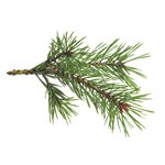 Parfum pour bougie 27 ml senteur forêt