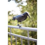 Epouvantail corbeau pour éloigner les pigeons