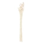 Cardères japonais séchés naturel - 70 cm