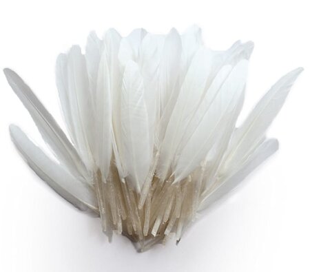 Plumes d'indien pour activités enfant Blanches 15cm