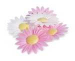 Décos Azyme 18 Marguerites