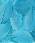 Plumes Lissées Turquoise 3 g Lg 6 cm env.