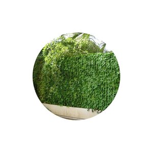 Haie artificielle jeunes feuilles de lierre en rouleau 1 x 3 m