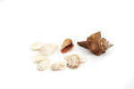 Gros Coquillage Filet 400gr