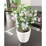 LECHUZA Jardinière Classico 35 LS ALL-IN-ONE Blanc brillant 16060