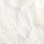 Plumes Lissées Blanc 3 g Lg 6 cm env.