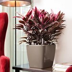 Lechuza jardinière quadro 28 ls all-in-one taupe brillant 16145