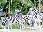 SMARTBOX - Coffret Cadeau Découverte du Parc Zoologique d'Amnéville pour 2 avec repas -  Sport & Aventure