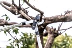 Coupe branche lame franche - Suan - Manche télescopique - Dimensions : 88 5 x 29 5 x 3 cm