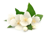 Parfum à bougie 27 ml Jasmin