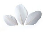 Sachet 3 Gr Plumes Coupees Blanc Ht.60