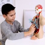 MGM - Explora - Anatomie torse humain - Expérience anatomie