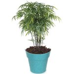 MGM Kit De Jardinage - 12 Pots en Bamboo avec Graines et Substrats