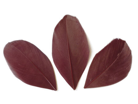 Sachet 3 Gr Plumes Coupees Bordeaux Ht.60