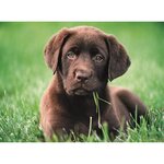 CLEMENTONI - 35072 - 500 pieces - Puppy dog