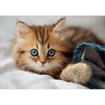 EDUCA PUZZLE 200 KITTENS AND PUPPIES