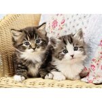 Puzzle 100 pieces - duo de chatons - nathan - puzzle enfant + trieur - des 6 ans