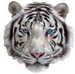Puzzle tigre blanc