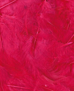 Plumes ÉbourifféesFuchsia 3 g Lg 8 à 12 cm