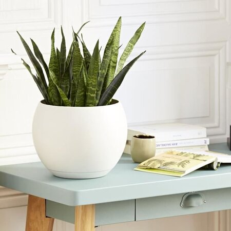 PoeTIC Coupe Lune Ø 24 cm avec soucoupe clipsée - Blanc cassé