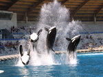 SMARTBOX - Coffret Cadeau Journée au parc Marineland d'Antibes pour 1 adulte et 1 enfant -  Sport & Aventure